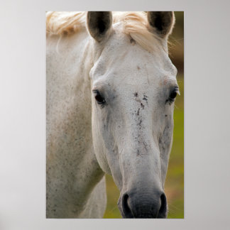 Póster Retrato de caballo blanco