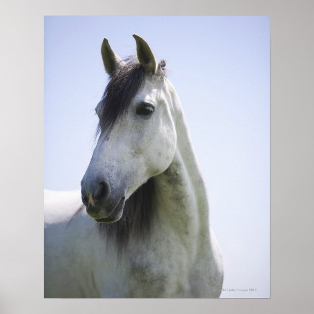 Póster retrato de caballo blanco (Frente)
