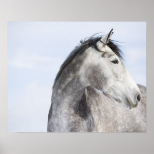 Póster retrato de caballo blanco 2