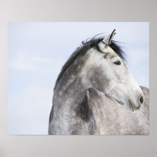 Póster retrato de caballo blanco 2 (Frente)