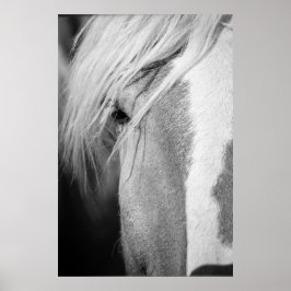 Póster Retrato de caballo blanco y negro