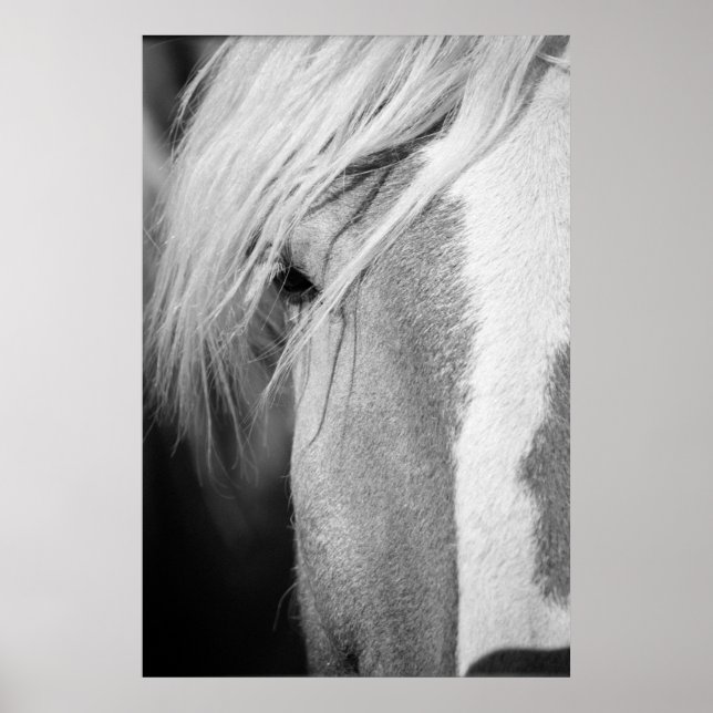 Póster Retrato de caballo blanco y negro (Frente)