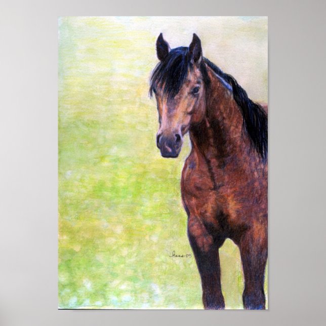 Póster Retrato de caballo Buckskin Quarter Horse Halter (Frente)