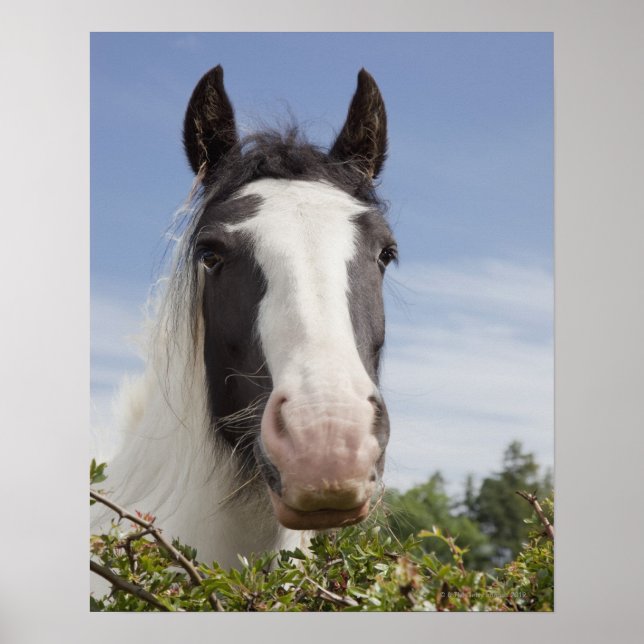Póster Retrato de caballo de Clydesdale (Frente)