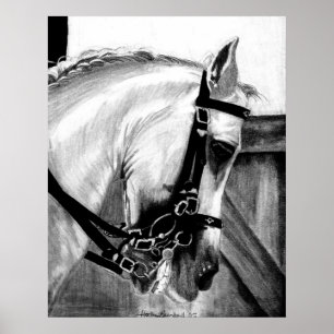 Póster Retrato de caballo de lusitano