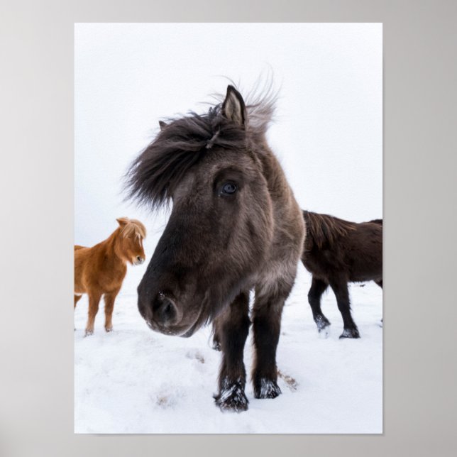 Póster Retrato de caballo islandés, Islandia (Frente)