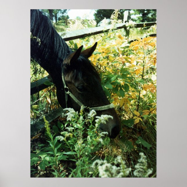 Póster Retrato de caballo l (Frente)