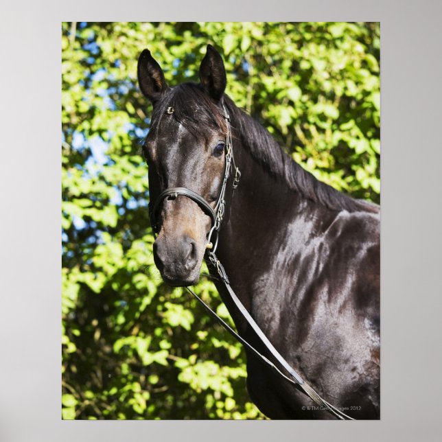 Póster retrato de caballo marrón 2 (Frente)