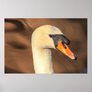 Póster Retrato de cabeza de cisne elegante