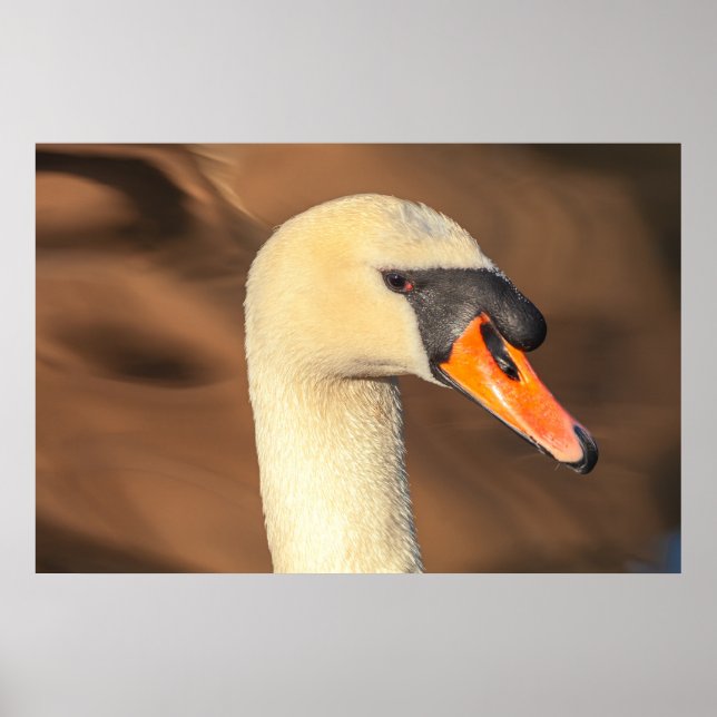 Póster Retrato de cabeza de cisne elegante (Frente)