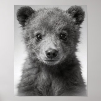 Póster Retrato de cachorro de oso para paredes de guarder