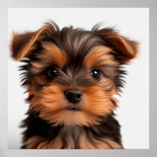Póster Retrato de cachorro de perro Yorkshire Terrier lin