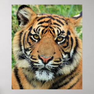 Póster Retrato de cachorro de tigre