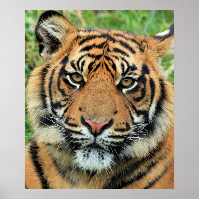 Póster Retrato de cachorro de tigre (Frente)