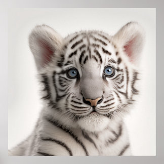 Póster Retrato de cachorro de tigre blanco siberiano lind