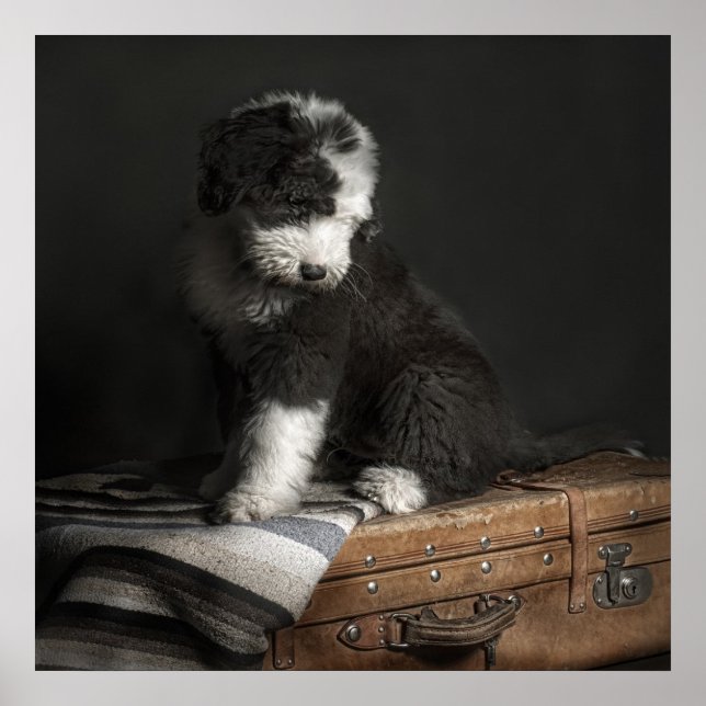 Póster Retrato de cachorro recortado en estudio (Frente)