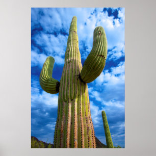 Póster retrato de cactus Saguaro, Arizona