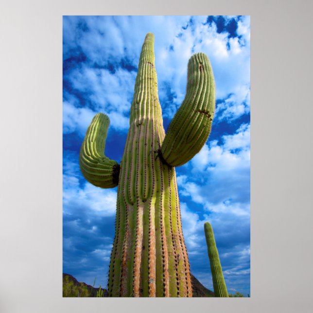 Póster retrato de cactus Saguaro, Arizona (Frente)