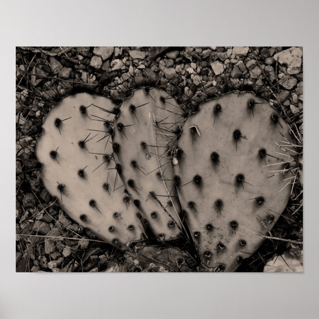 Póster Retrato de Cactus Sepia (Frente)