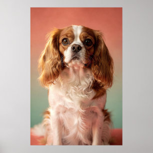 Póster Retrato de Cavalier King Charles Spaniel
