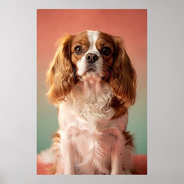Póster Retrato de Cavalier King Charles Spaniel (Frente)