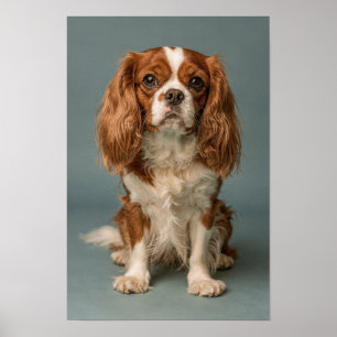 Póster Retrato de Cavalier King Charles Spaniel Dusty Blu