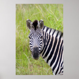 Póster Retrato de cebra de llanura, Hluhluwe-Umfolozi Gam