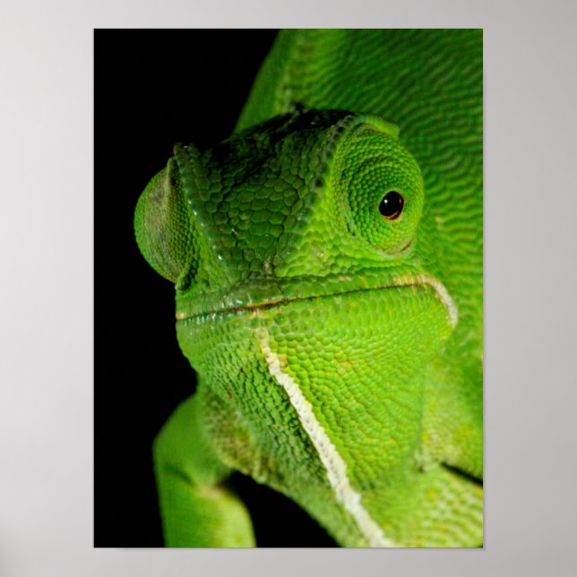 Póster Retrato De Chameleon Con Cuello Flap (Frente)