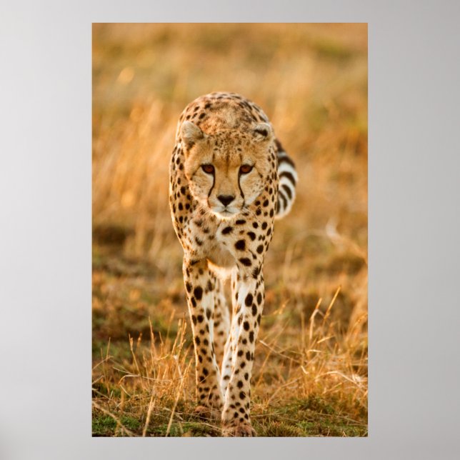 Póster Retrato de chita (Acinonyx Jubatus), Masai (Frente)
