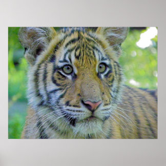 Póster Retrato de cierre de cubo de tigres