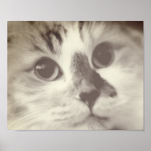 Póster Retrato de cierre de gato SUPER CUTE