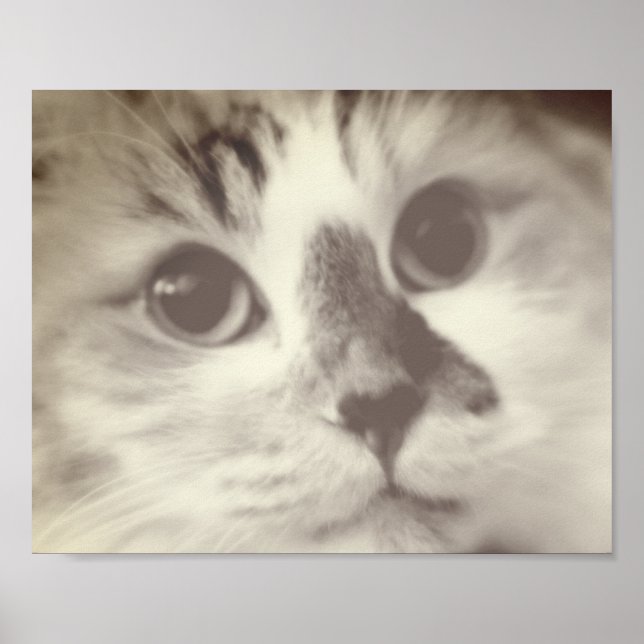 Póster Retrato de cierre de gato SUPER CUTE (Frente)
