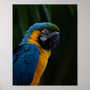 Póster Retrato de cierre de macao azul y amarillo - Loro