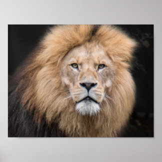 Póster Retrato de cierre de un león masculino