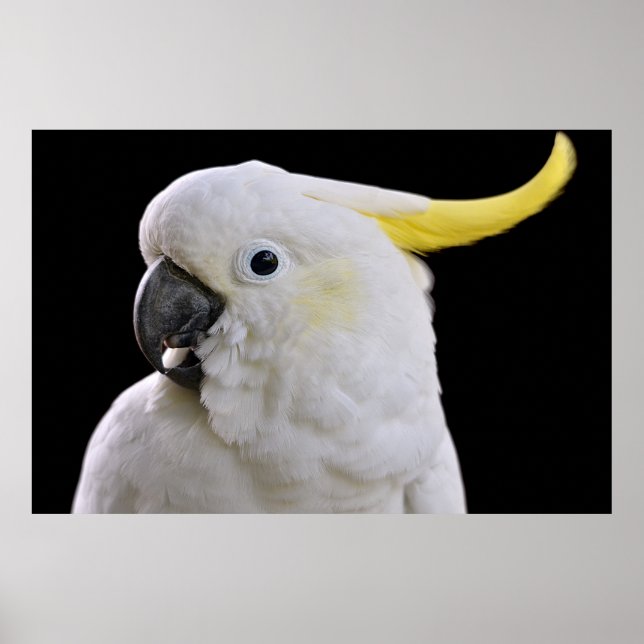 Póster Retrato de Cockatoo con crema de azufre (Frente)
