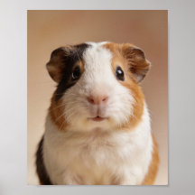Retrato de Conejillo de Indias Bebé – Animal de Gu