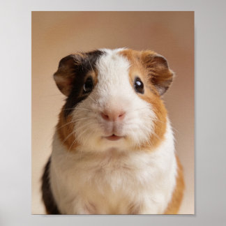 Póster Retrato de Conejillo de Indias Bebé – Animal de Gu