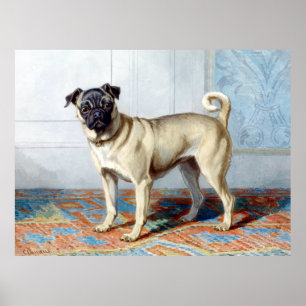 Póster Retrato de Conradijn Cunaeus de Pug de Edwin Vom R