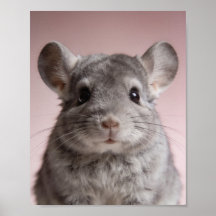 Retrato de cría de chinchilla – Pared de guardería