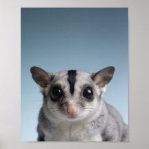 Retrato de cría de sugar glider – Animal dulce par