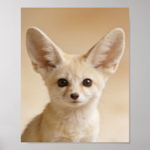 Retrato de cría de zorro fenec – Animal de guarder