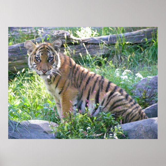 Póster Retrato de cubo de tigres 2 (Frente)
