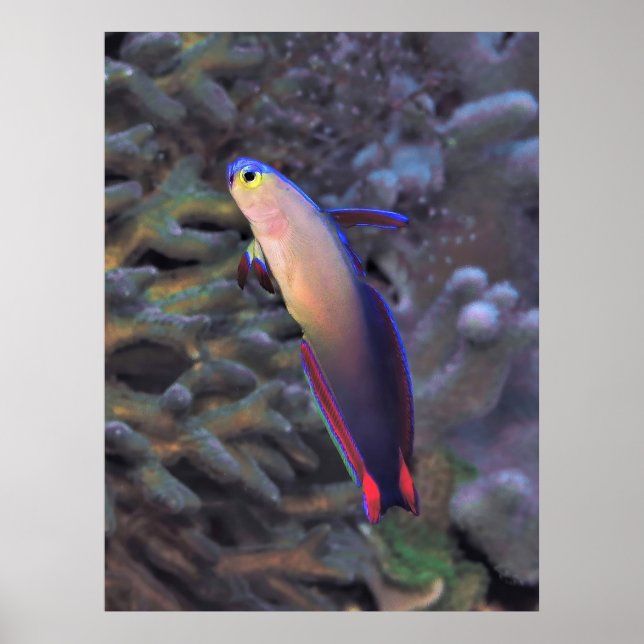 Póster Retrato de Dartfish Decorado (Frente)