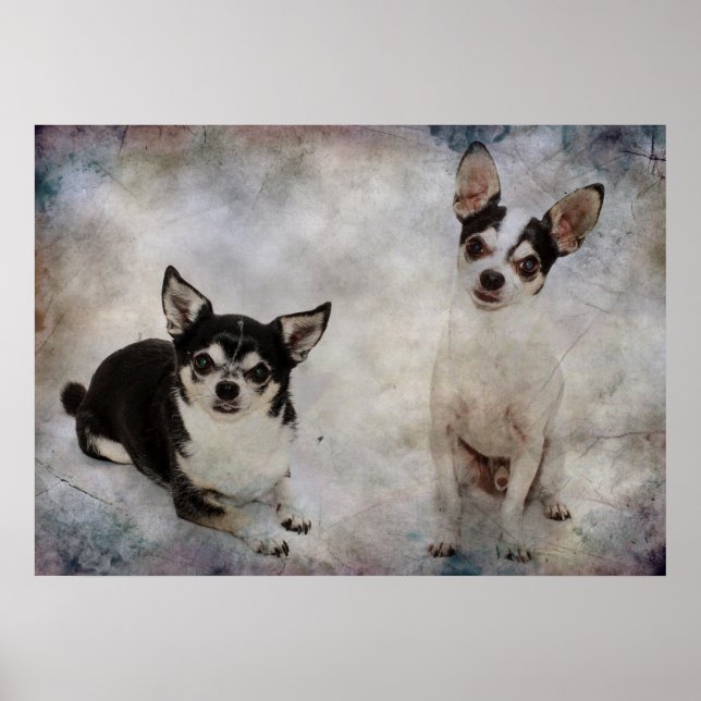 Póster Retrato de dos chihuahuas (Frente)