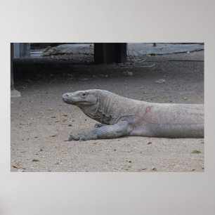 Póster Retrato de dragón