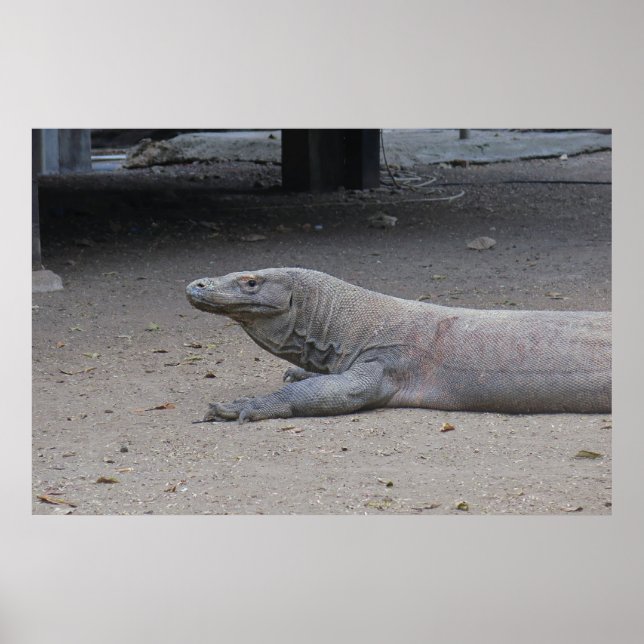 Póster Retrato de dragón (Frente)