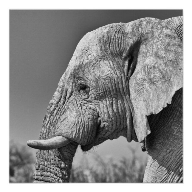 Póster Retrato de elefante (Anverso)