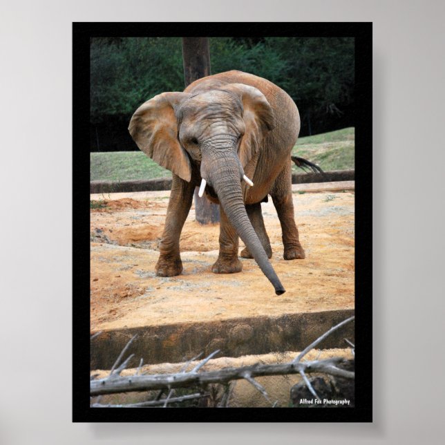 Póster Retrato de Elefante Africano (Frente)