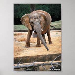 Póster Retrato de Elefante Africano