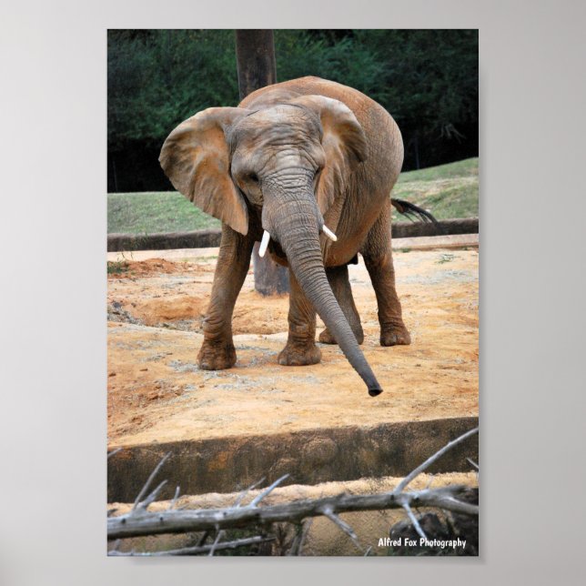 Póster Retrato de Elefante Africano (Frente)